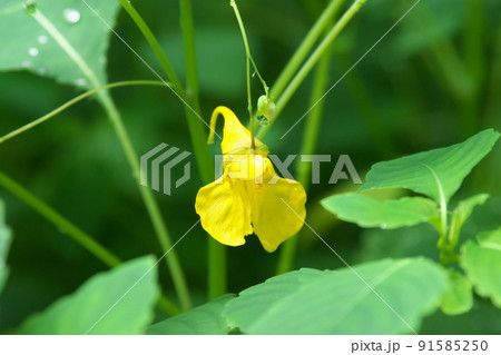 キツリフネ:ツリフネソウ科の花【緑背景】 キツリフネ:ツリフネソウ科の花【緑背景】 91585250