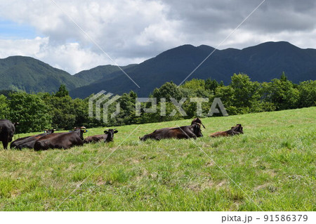 牛の放牧 月山高原牧場 山形県 91586379