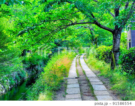 京都、哲学の道 91586554
