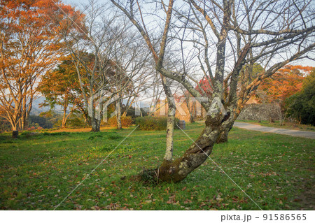 岡城跡の紅葉 岡城跡の紅葉 91586565