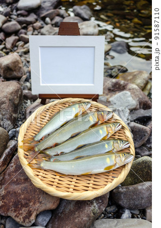 釣りたての天然鮎 釣りたての天然鮎 91587110