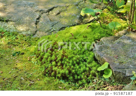 湧水庭園 四明荘の庭の苔 湧水庭園 四明荘の庭の苔 91587187
