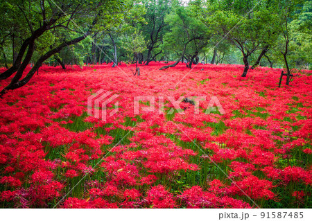 埼玉日高の秋　500万本の曼珠沙華群生地　巾着田 91587485
