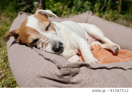 Tired jack russell terrier napping in comfortable pet bed after eat on backyard 91587512