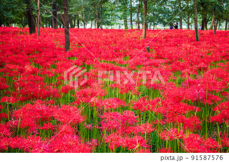 埼玉日高の秋　500万本の曼珠沙華群生地　巾着田 91587576