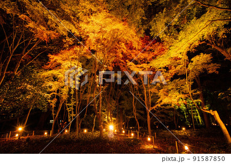 埼玉新座の秋　睡足軒の森　紅葉ライトアップ 91587850