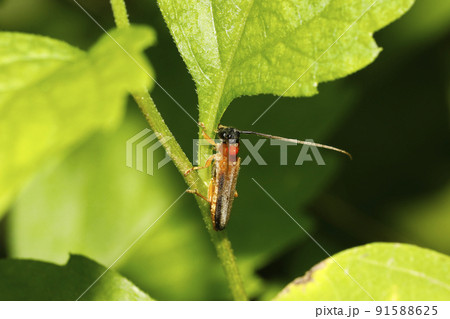 ヘリグロリンゴカミキリ 91588625