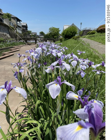 花菖蒲 花菖蒲 91588946