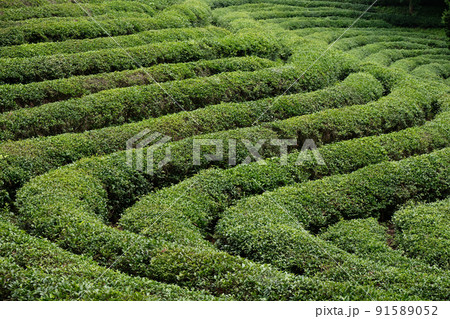 Green Tea plantation in Boseong town in Jeollanamdo province of South Korea Green Tea plantation in Boseong town in Jeollanamdo province of South Korea 91589052