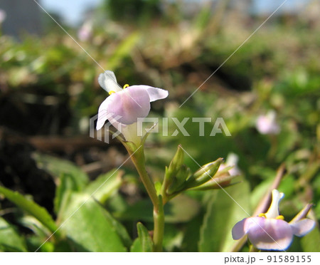 アメリカアゼナ 91589155