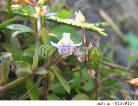 アメリカアゼナ 91589157