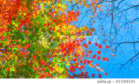 那須高原のもみじの紅葉 那須高原のもみじの紅葉 91589545