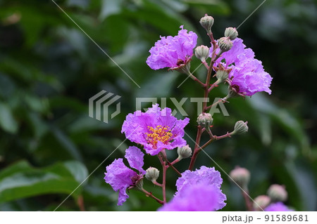 自然　植物　オオバナサルスベリ、別名バナバ。葉は煮だして様々な効能が期待される健康茶になります 91589681