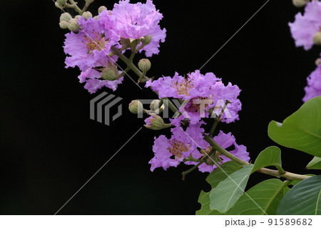 自然 植物 オオバナサルスベリ、六月の石垣島。これから夏中、大きな美しい花を楽しめます 自然 植物 オオバナサルスベリ、六月の石垣島。これから夏中、大きな美しい花を楽しめます 91589682