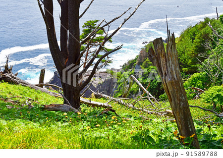 岩手県大船渡市三陸町越喜来半島のマルバダケブキの大群落 91589788