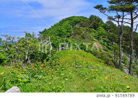 岩手県大船渡市三陸町越喜来半島のマルバダケブキの大群落 91589789
