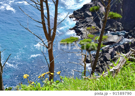 岩手県大船渡市三陸町越喜来半島のマルバダケブキの大群落 91589790