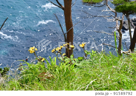 岩手県大船渡市三陸町越喜来半島のマルバダケブキの大群落 91589792