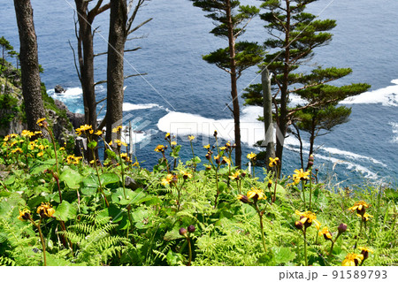 岩手県大船渡市三陸町越喜来半島のマルバダケブキの大群落 91589793