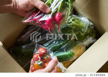産地直送の新鮮野菜 91589966