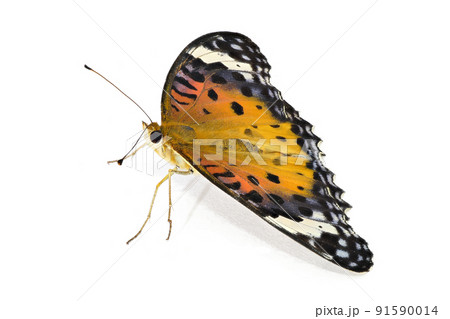 【ツマグロヒョウモン】 (深度合成) 91590014