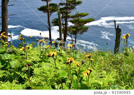 岩手県 大船渡市 三陸町 越喜来半島のマルバダケブキの大群落 岩手県 大船渡市 三陸町 越喜来半島のマルバダケブキの大群落 91590095