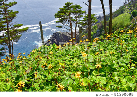 岩手県 大船渡市 三陸町 越喜来半島のマルバダケブキの大群落 岩手県 大船渡市 三陸町 越喜来半島のマルバダケブキの大群落 91590099