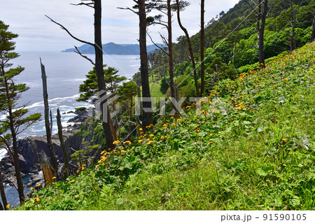 岩手県　大船渡市　三陸町　越喜来半島のマルバダケブキの大群落 91590105