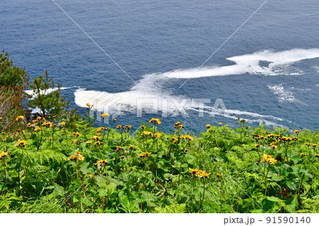 岩手県 大船渡市 三陸町 越喜来半島のマルバダケブキの大群落 岩手県 大船渡市 三陸町 越喜来半島のマルバダケブキの大群落 91590140