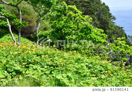 岩手県 大船渡市 三陸町 越喜来半島のマルバダケブキの大群落 岩手県 大船渡市 三陸町 越喜来半島のマルバダケブキの大群落 91590141