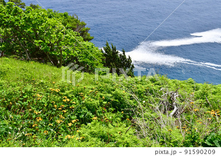 岩手県　大船渡市　三陸町　越喜来半島のマルバダケブキの大群落 91590209