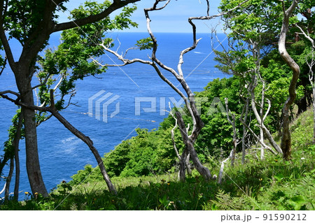 岩手県　大船渡市　三陸町　越喜来半島のマルバダケブキの大群落 91590212