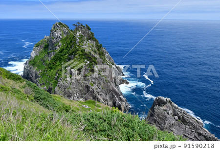 岩手県 大船渡市 三陸町 越喜来半島のマルバダケブキの大群落 岩手県 大船渡市 三陸町 越喜来半島のマルバダケブキの大群落 91590218