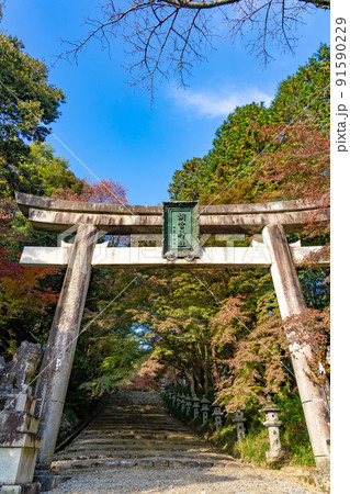 滋賀県多賀町　秋の胡宮神社の鳥居 91590229