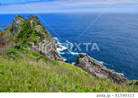 岩手県 大船渡市 三陸町 越喜来半島のマルバダケブキの大群落 岩手県 大船渡市 三陸町 越喜来半島のマルバダケブキの大群落 91590315