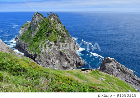 岩手県　大船渡市　三陸町　越喜来半島のマルバダケブキの大群落 91590319