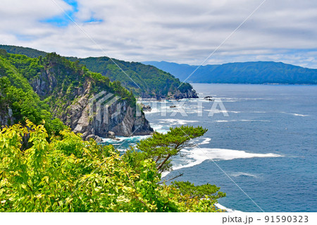 岩手県　大船渡市　三陸町　越喜来半島のマルバダケブキの大群落 91590323