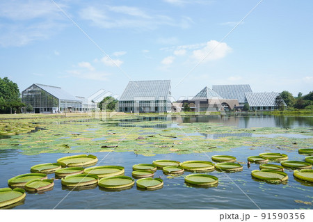 富山県中央植物園でオオオニバス鑑賞1 富山県中央植物園でオオオニバス鑑賞1 91590356