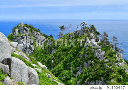 岩手県 大船渡市 三陸町 越喜来半島のマルバダケブキの大群落 岩手県 大船渡市 三陸町 越喜来半島のマルバダケブキの大群落 91590447