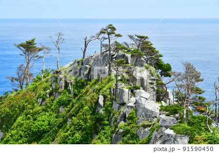 岩手県　大船渡市　三陸町　越喜来半島のマルバダケブキの大群落 91590450