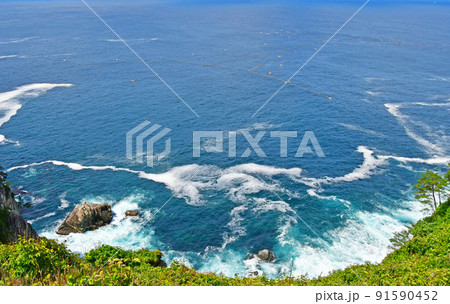 岩手県　大船渡市　三陸町　越喜来半島のマルバダケブキの大群落 91590452