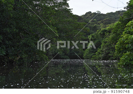 西表島 前良川に浮かぶサガリバナの花 西表島 前良川に浮かぶサガリバナの花 91590748