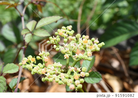 ヤブカラシの花のクローズアップ ヤブカラシの花のクローズアップ 91591082