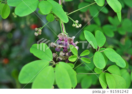 ゴヨウアケビの花（春、四月） 91591242