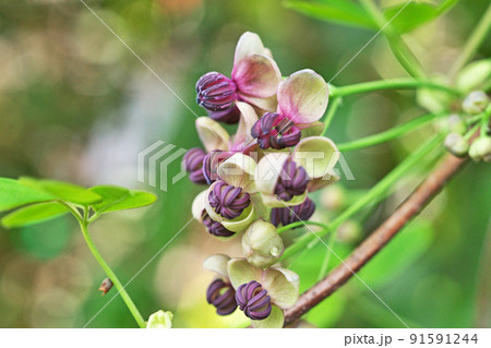 ゴヨウアケビの花(春、四月) ゴヨウアケビの花(春、四月) 91591244