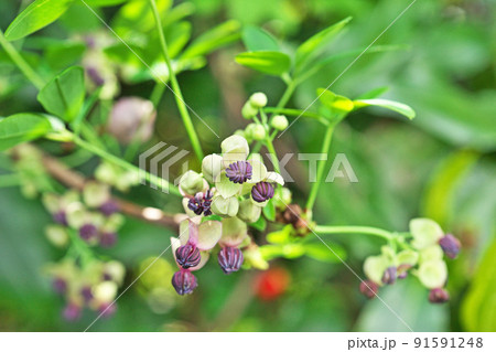 ゴヨウアケビの花(春、四月) ゴヨウアケビの花(春、四月) 91591248