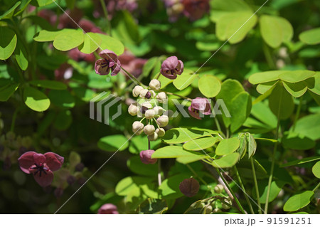 ゴヨウアケビの花(春、四月) ゴヨウアケビの花(春、四月) 91591251