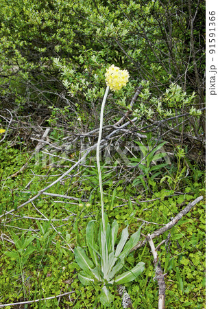中国 四川省 松藩県 貢嘎嶺に咲くサクラソウ科サクラソウ属 Primula chionantha 中国 四川省 松藩県 貢嘎嶺に咲くサクラソウ科サクラソウ属 Primula chionantha 91591366