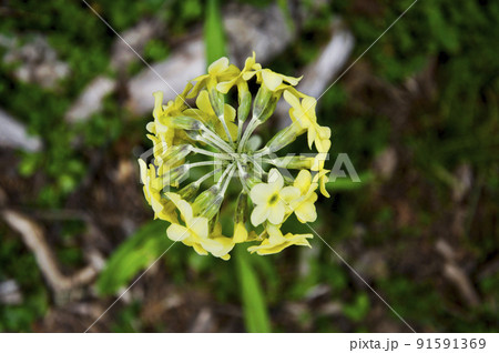 中国　四川省　松藩県　貢嘎嶺に咲くサクラソウ科サクラソウ属　Primula chionantha 91591369