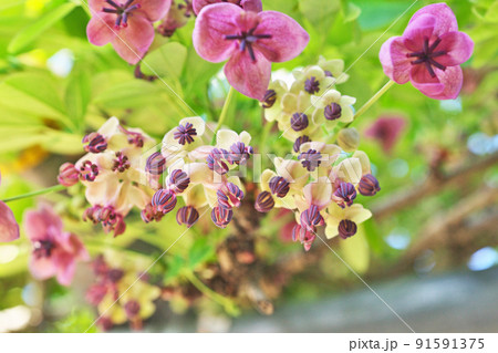 ゴヨウアケビの花(春、四月) ゴヨウアケビの花(春、四月) 91591375